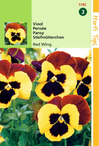 Violet, Pansy Red Wing (Viola wittrockiana)